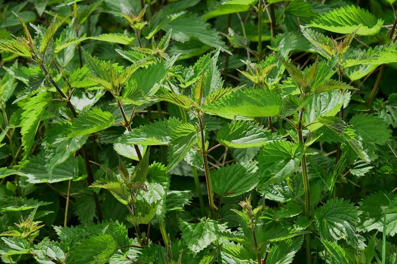 Culinary Herb Garden
